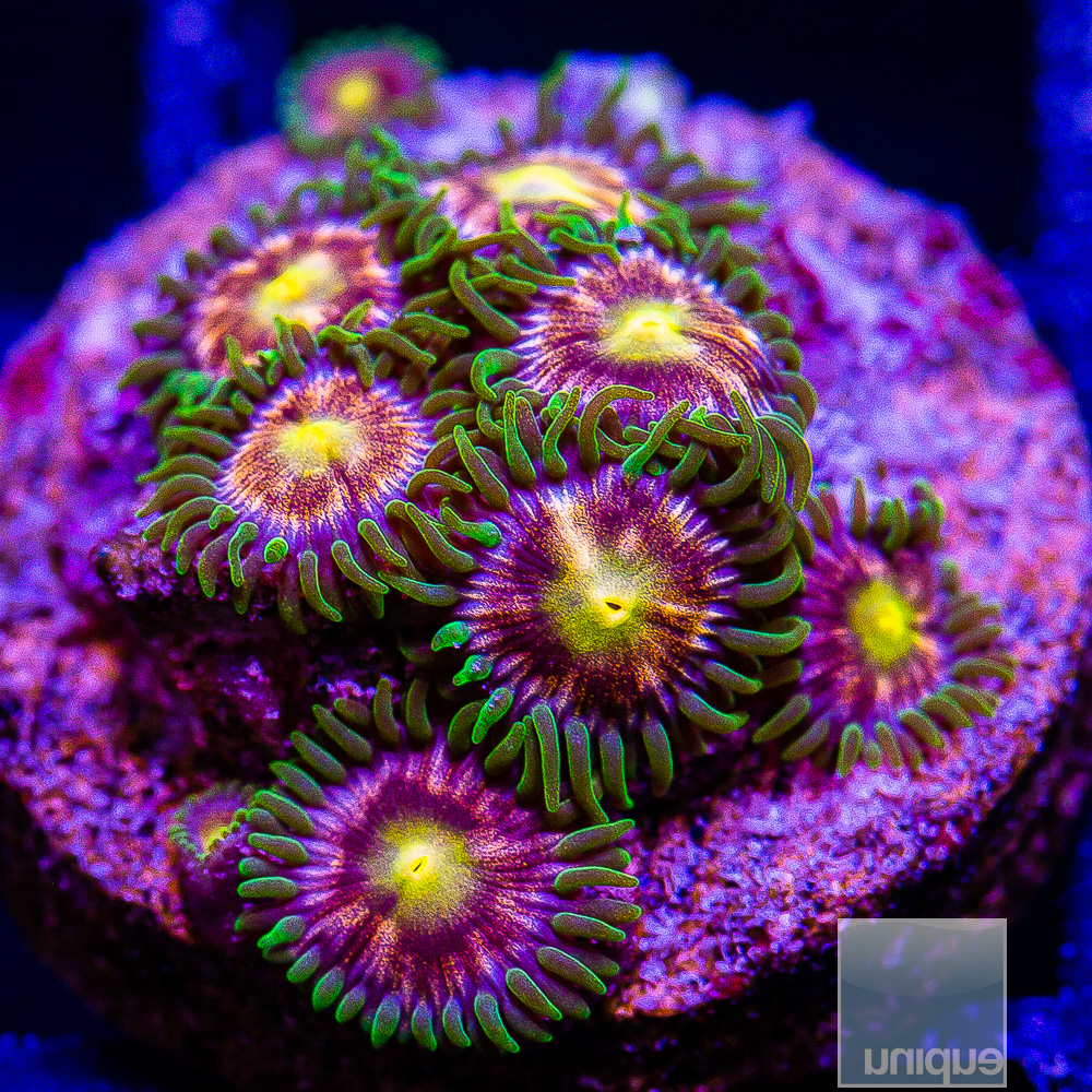 Nirvana Zoanthid 39 10.JPG