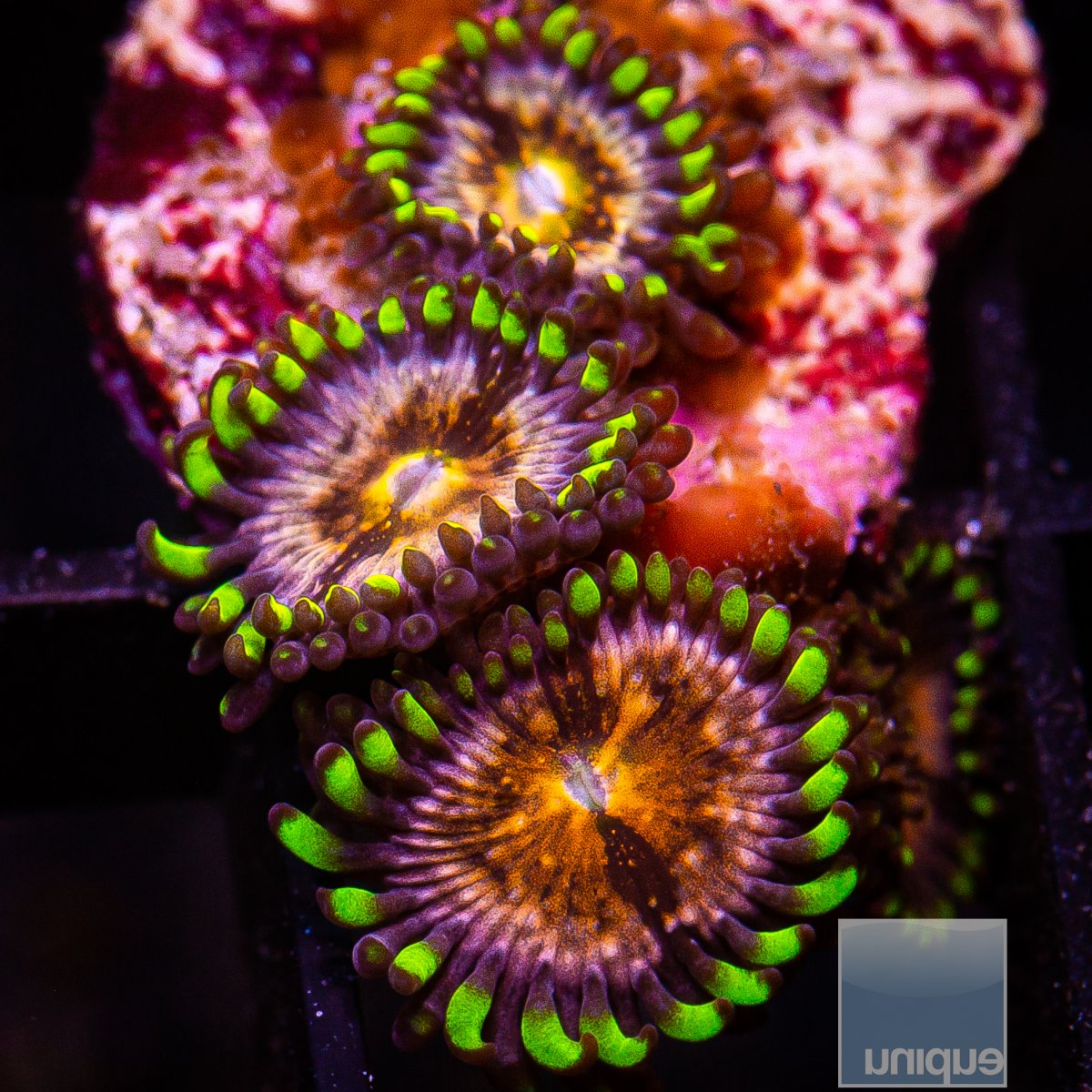 Nirvana Zoanthid 39 21.JPG