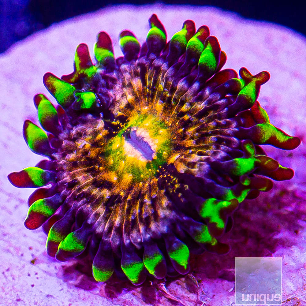 Nirvana Zoanthid 7 5.JPG