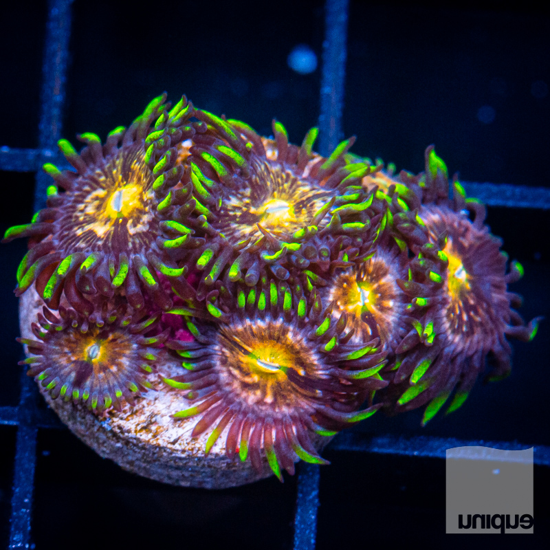 Nirvana Zoanthids 34 20.jpg