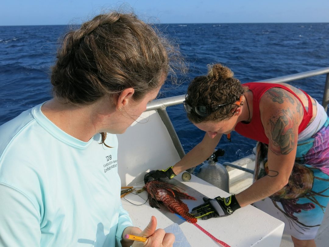 NOAA 2023 Lionfish Diver Call Image.jpg