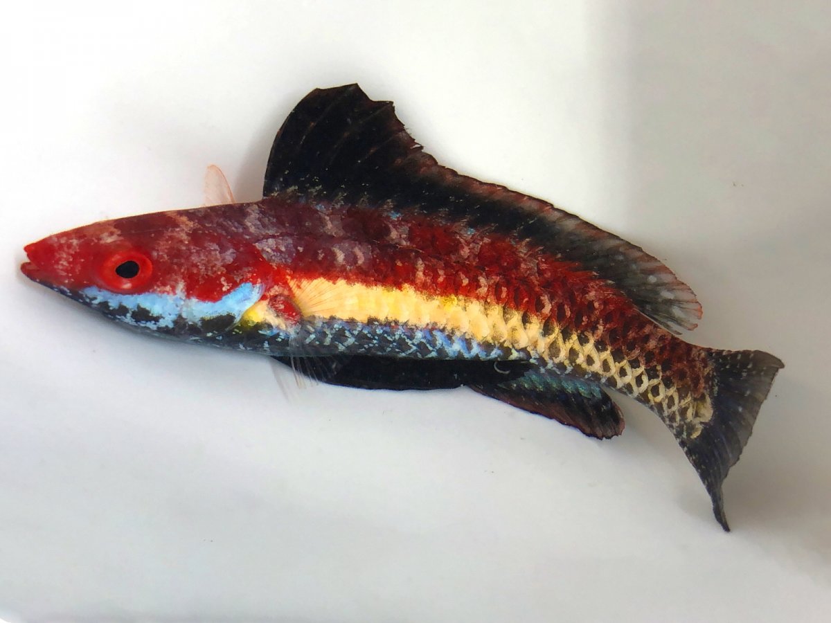 Noako Wrasse.jpg