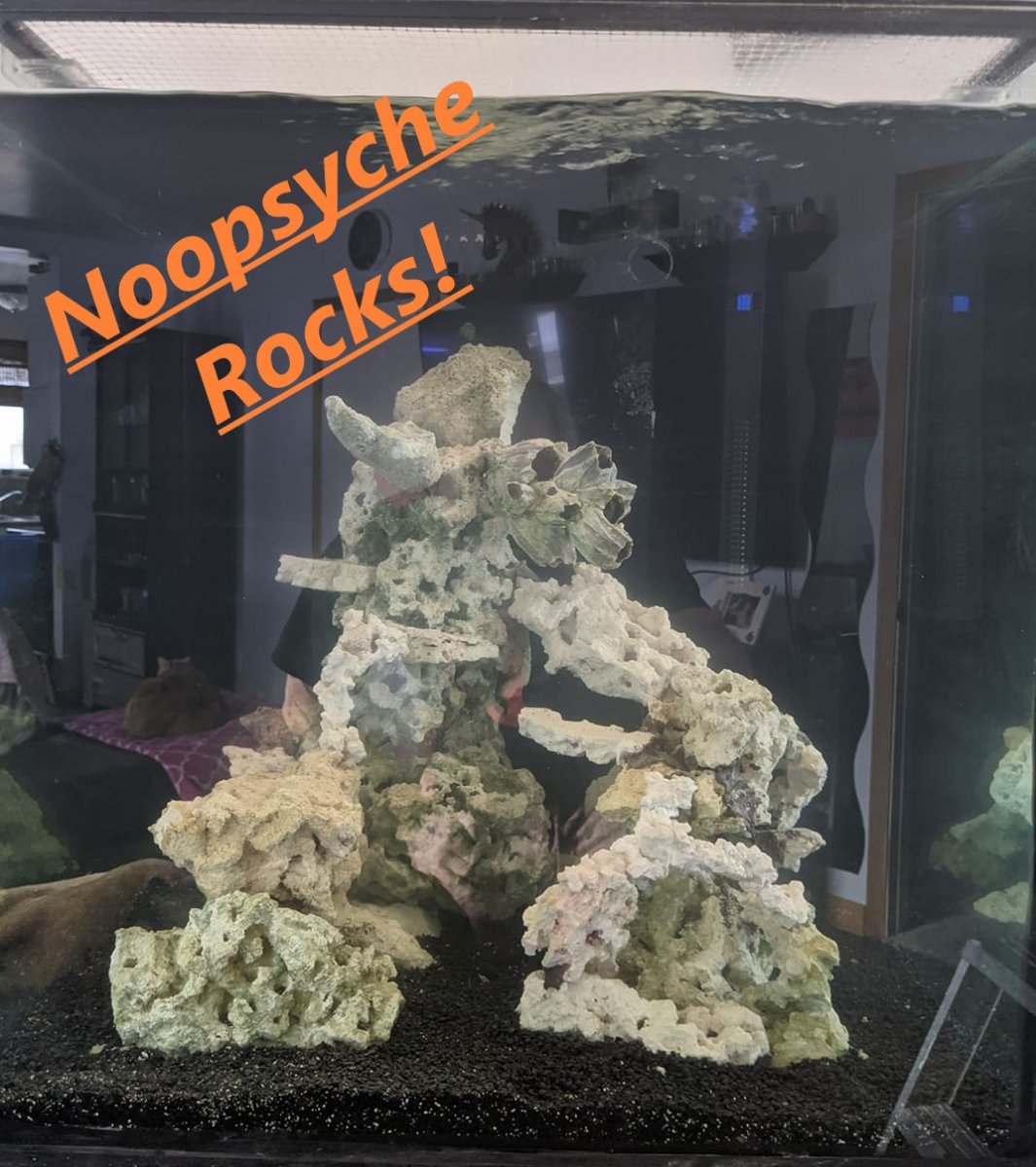 Noopsyche Rocks!.jpg