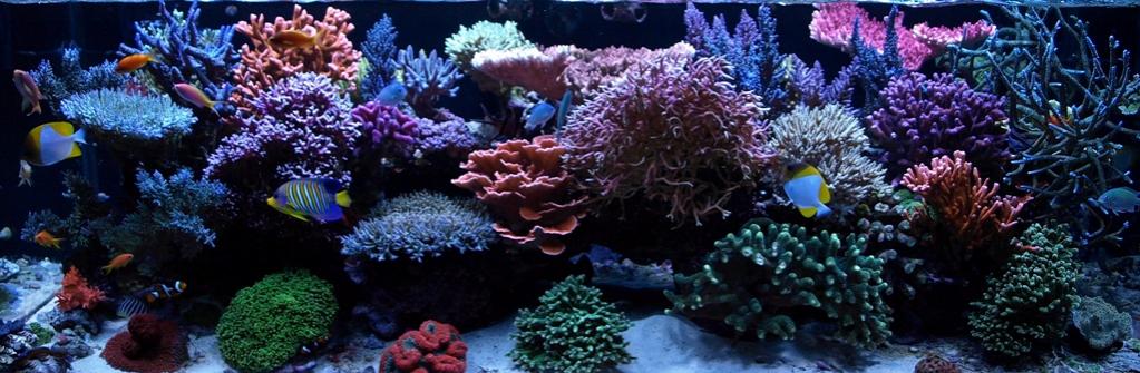 nov132010tankpic1a.jpg