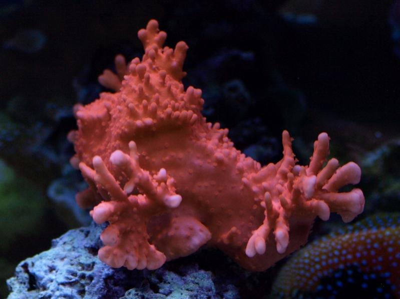 nov132010tankpic24a.jpg