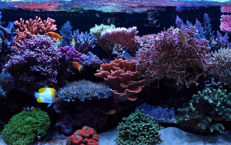 nov132010tankpic6a.jpg