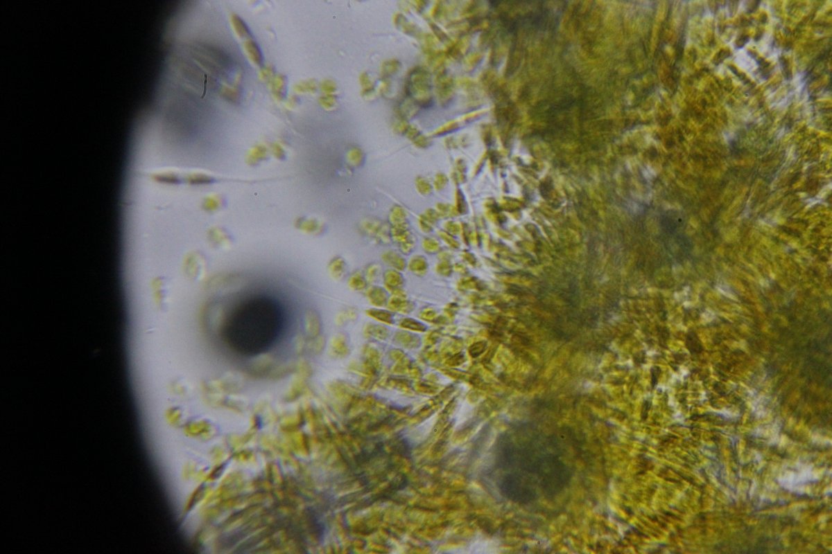 now-with-diatoms.JPG