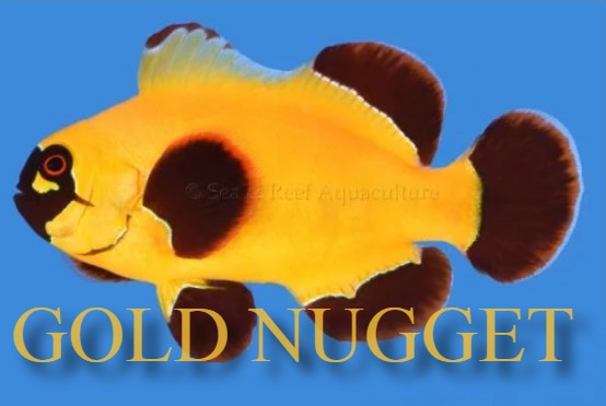 NUGG2.png