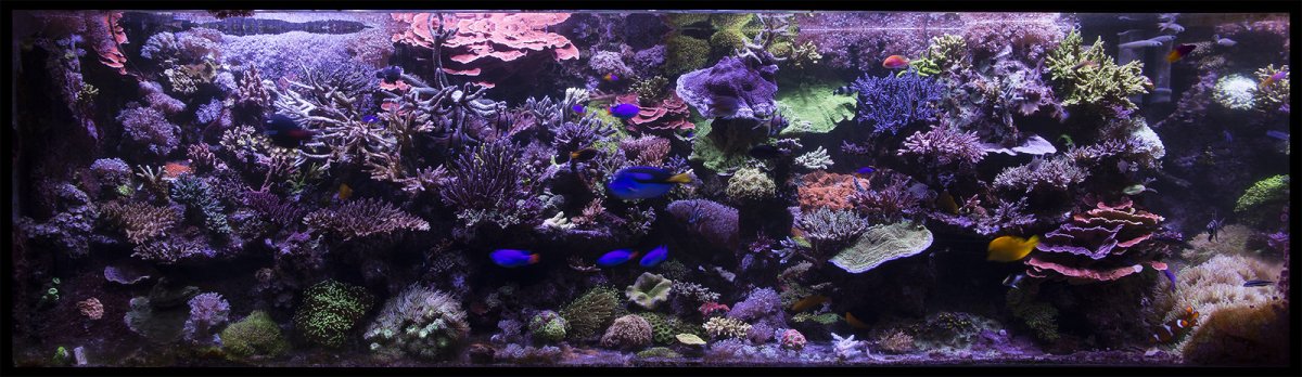 o2manyfish 400 Reef March 2016 FTS 3.jpg