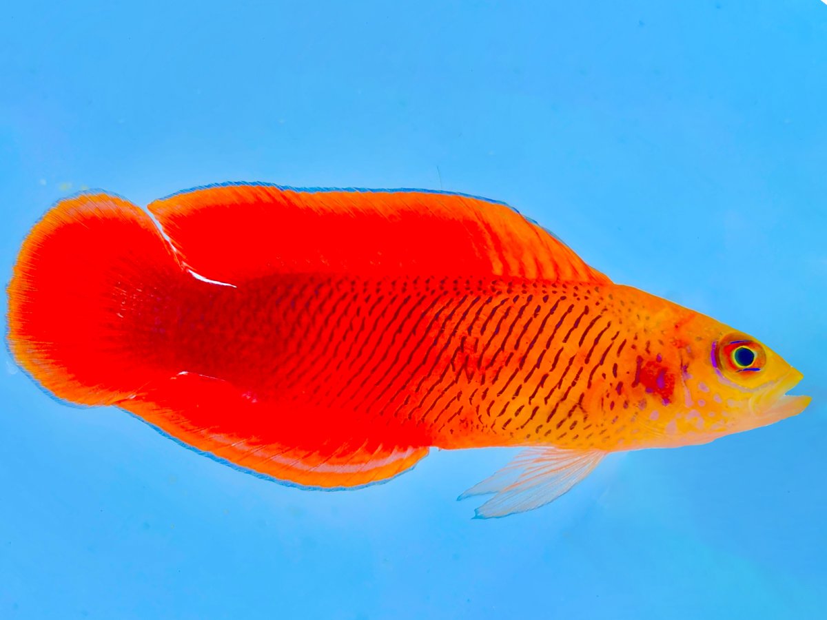 Oblique lined male Dottyback.jpg