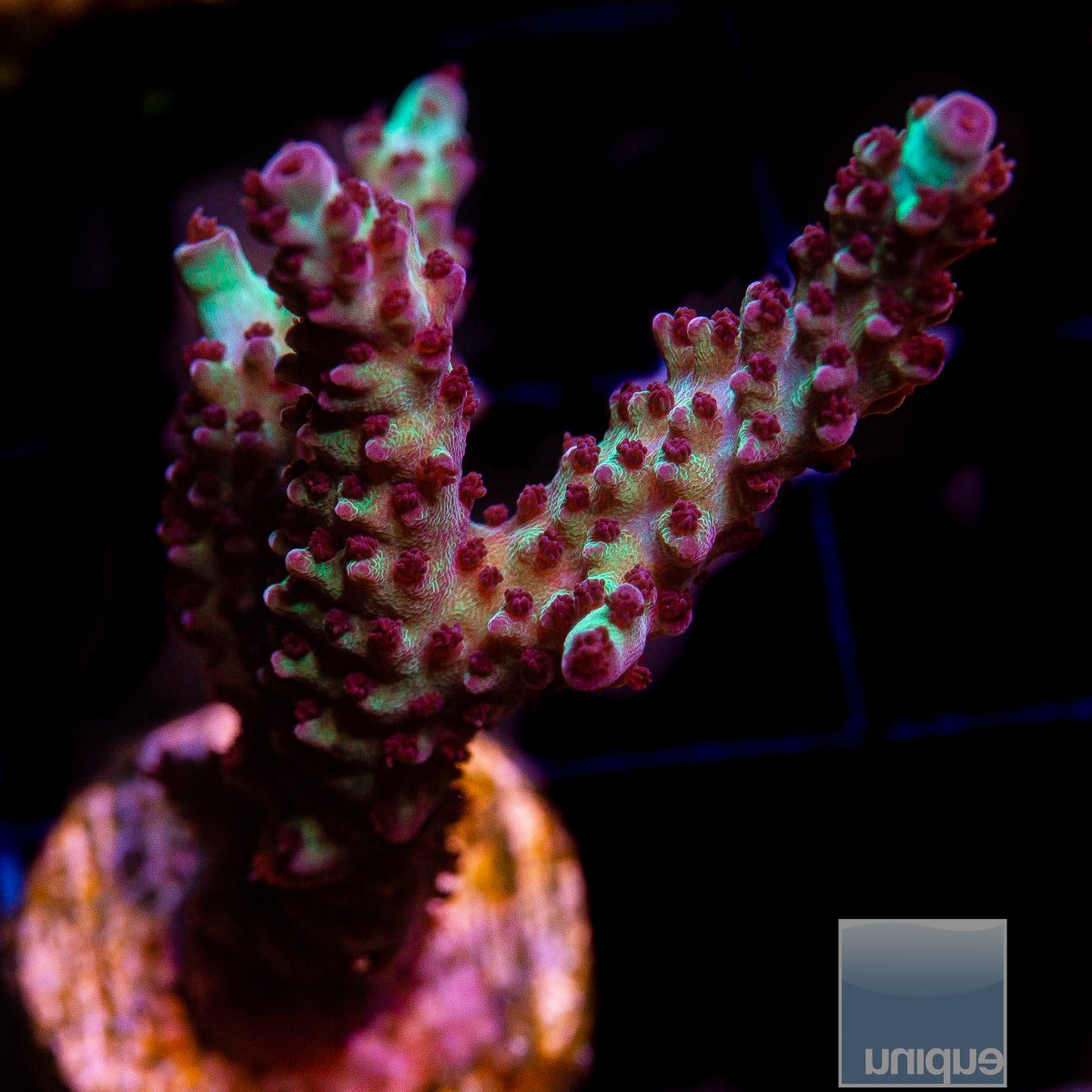 OC Gatorade acropora 49 32.JPG