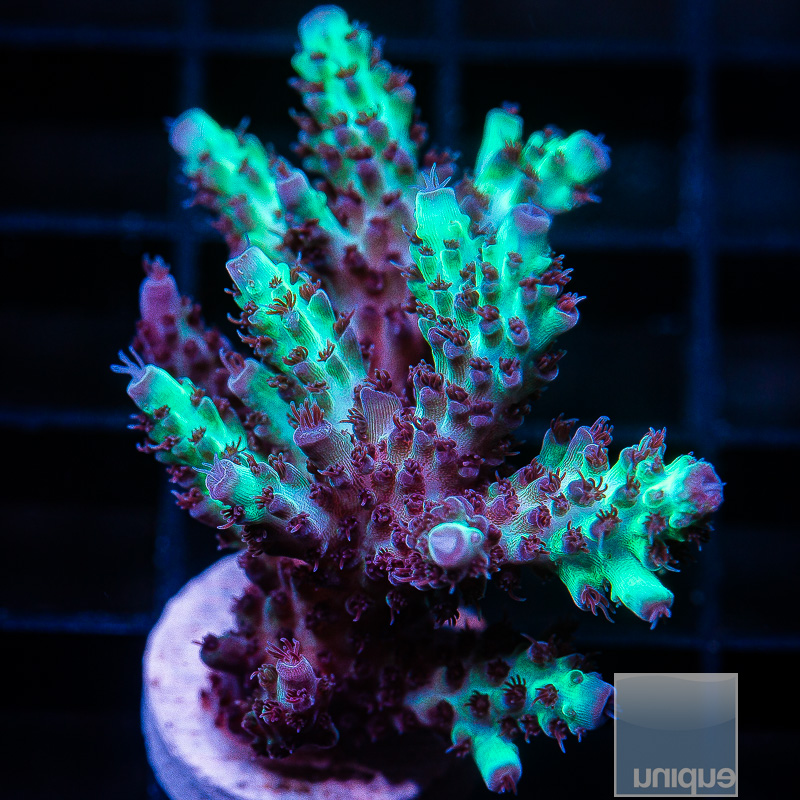 OC Gatorade Acropora 69 46.JPG