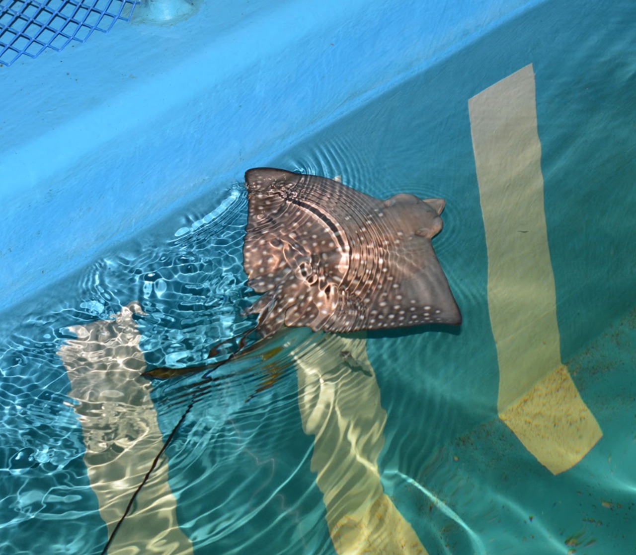 Ocellated eagle ray.jpg