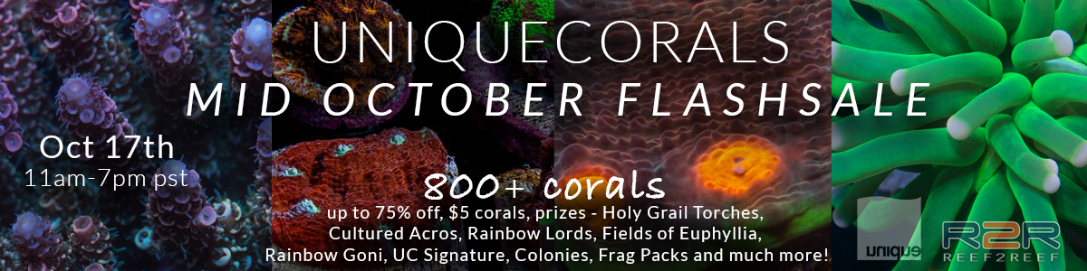 Oct17-Mon-flashsale-R2R300x1200.png