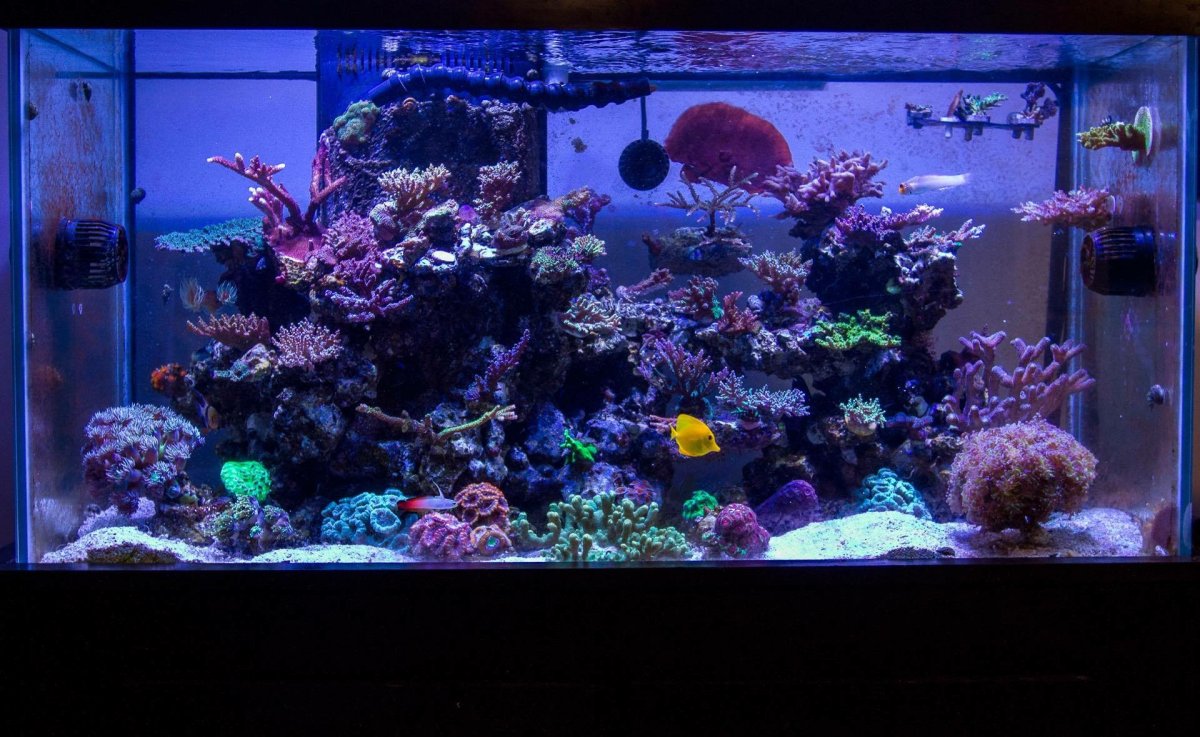 Old 90G SPS Tank.JPG