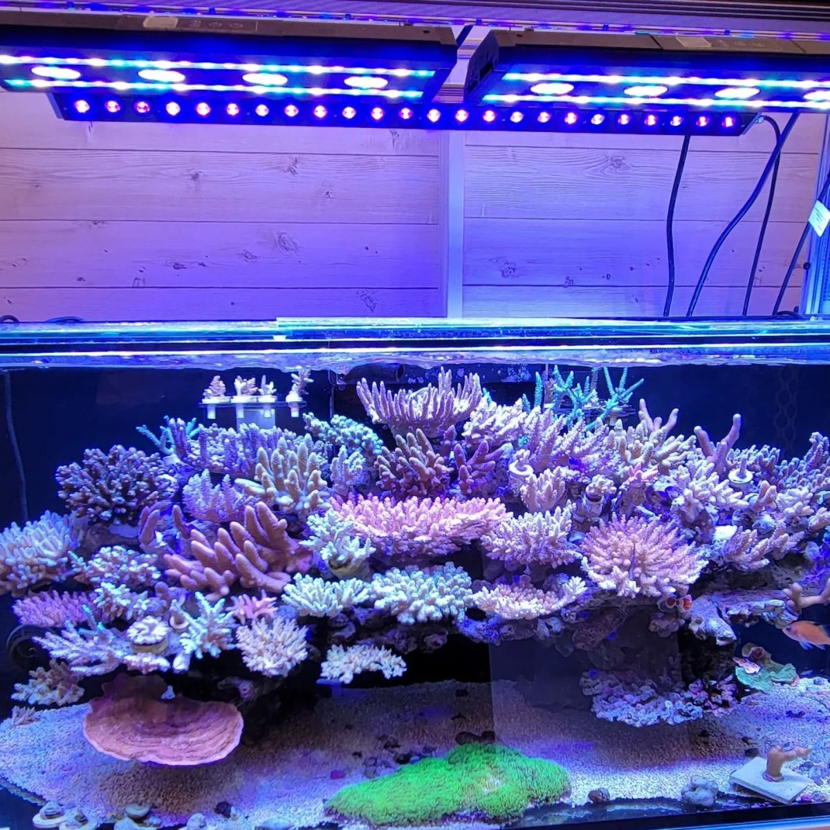 OR3 120 UV violet , OR3 blue plus Reef LED bar , 2x spectra 