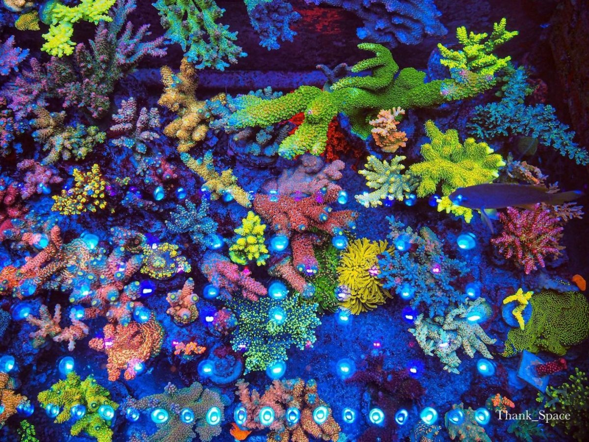 Get the best reef aquarium pop color OR3 LED bar