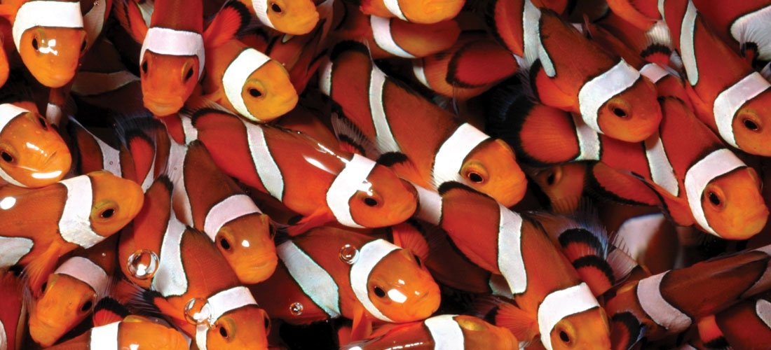 ora-clownfish.jpg