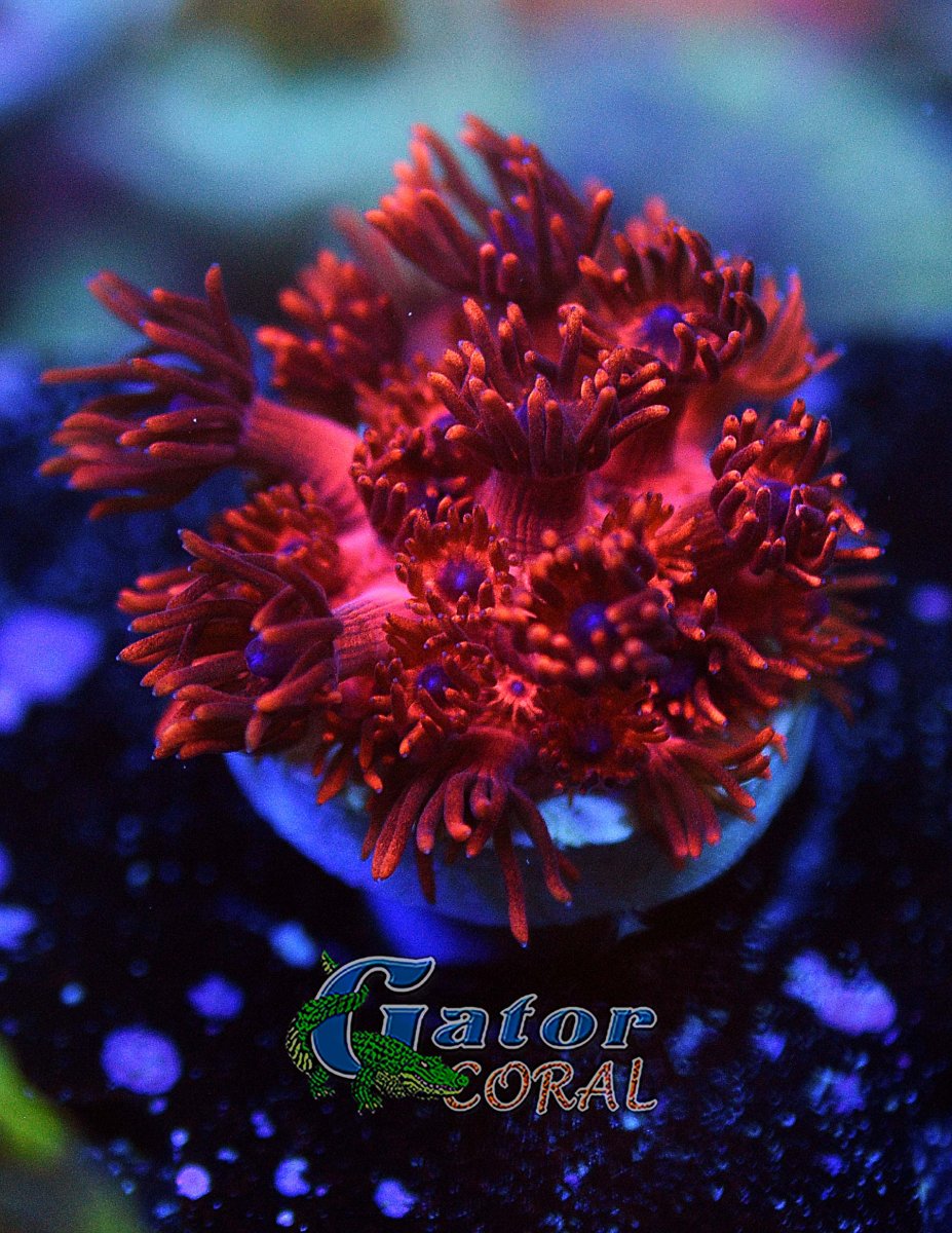 ora red with blue eye goni.jpg