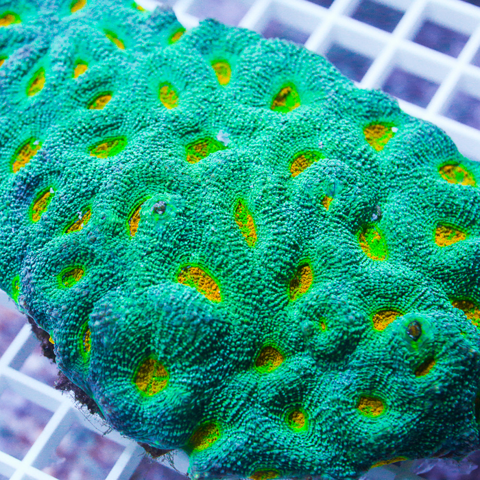 orane-eye-acan-echinata-125-175.jpg