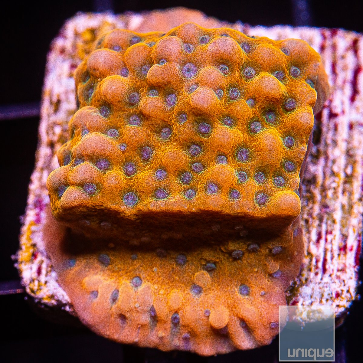 Orange and Blue Montipora 89 65.JPG