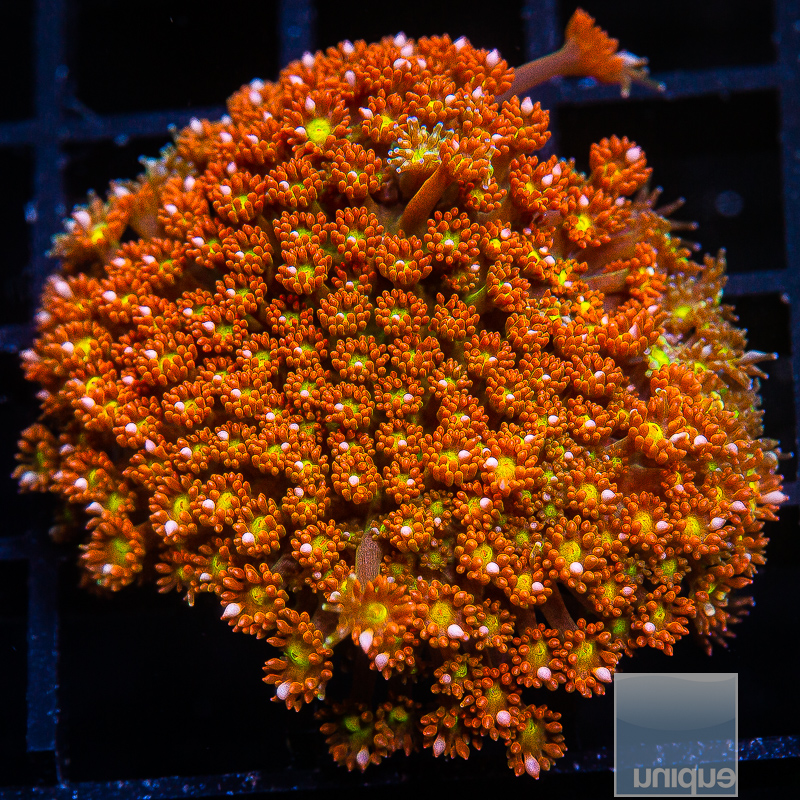 Orange Bernardpora 89 46.JPG