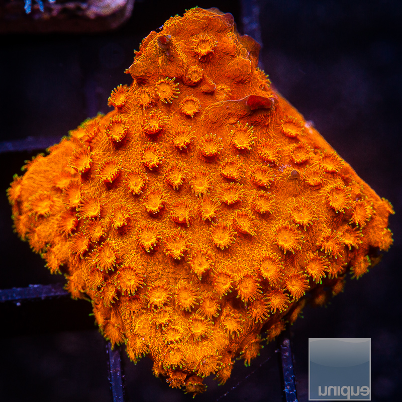 Orange Cyphastrea 46 20.JPG