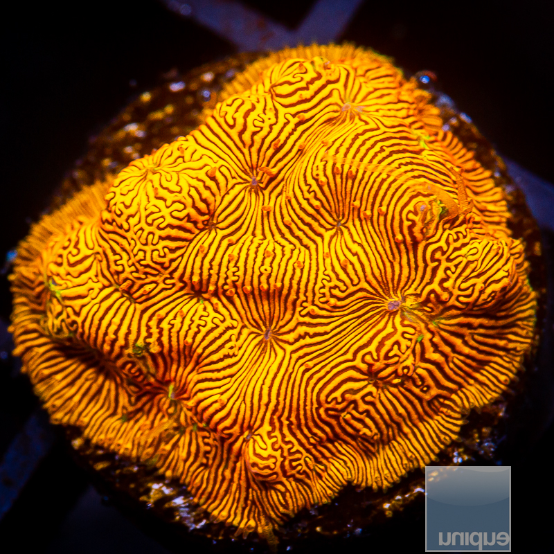 Orange Leptoseris 34 21.JPG