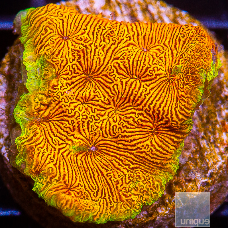 Orange Leptoseris 38 21.JPG