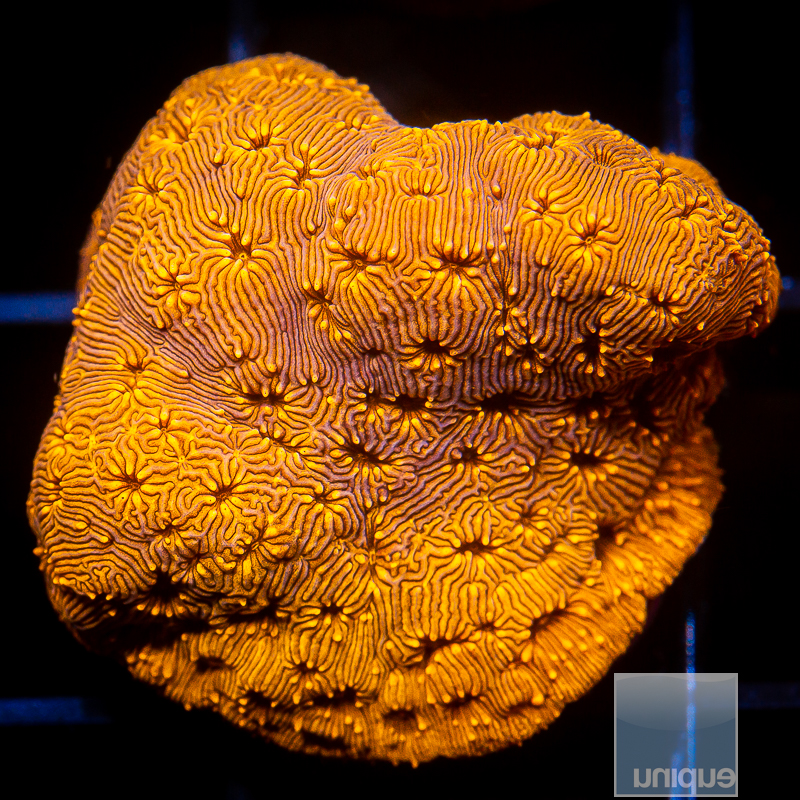 Orange Leptoseris 42 30.JPG