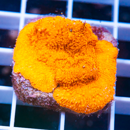 orange lithophylon 29 28.JPG