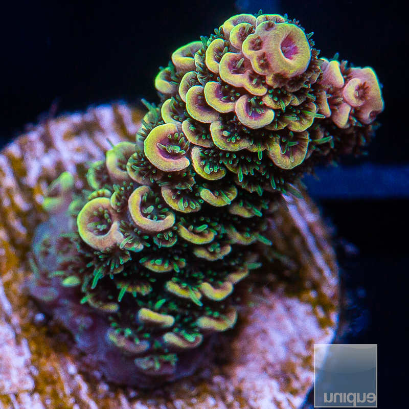 Orange Millepora 69 42.JPG