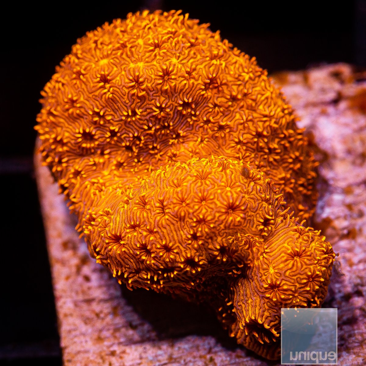 Orange Pavona Maldavensis 49 23.JPG