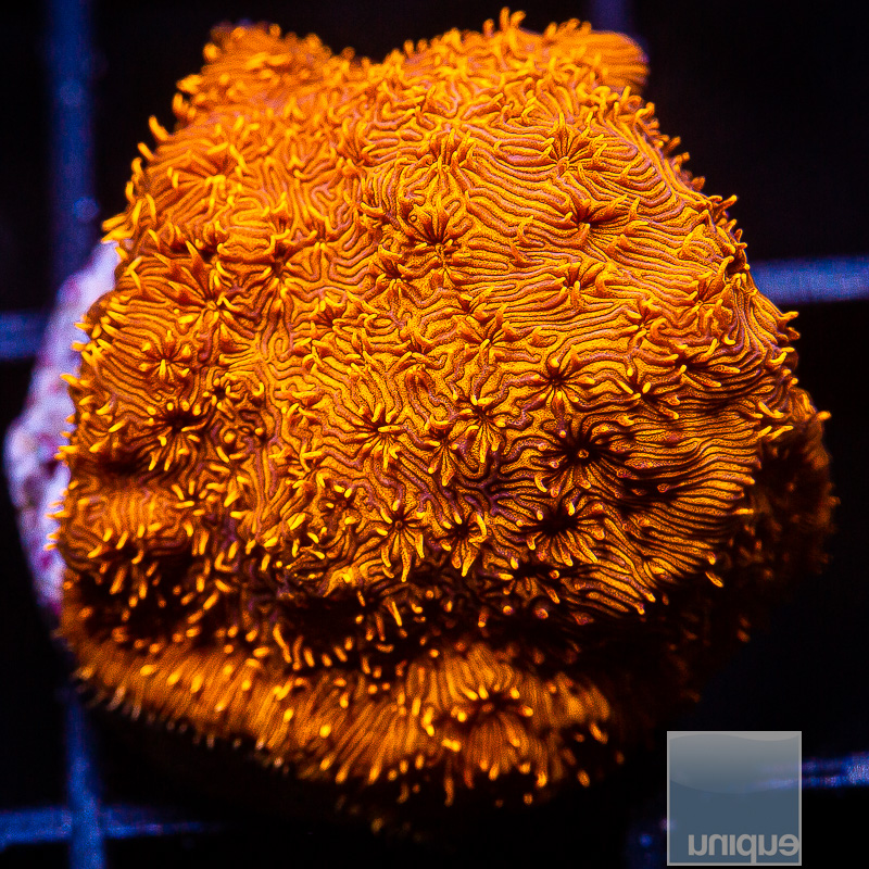 Orange Pavona Maldavensis 59 36.JPG