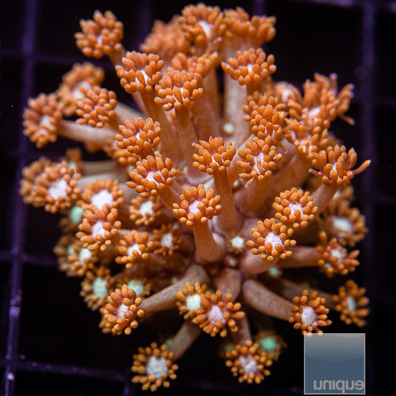 Orange Petal Montipora 129 72.JPG