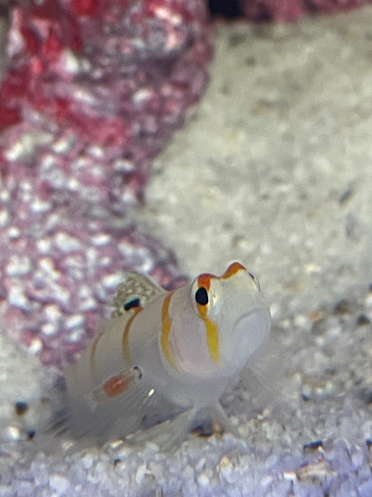 Orange Prawn Goby.jpeg