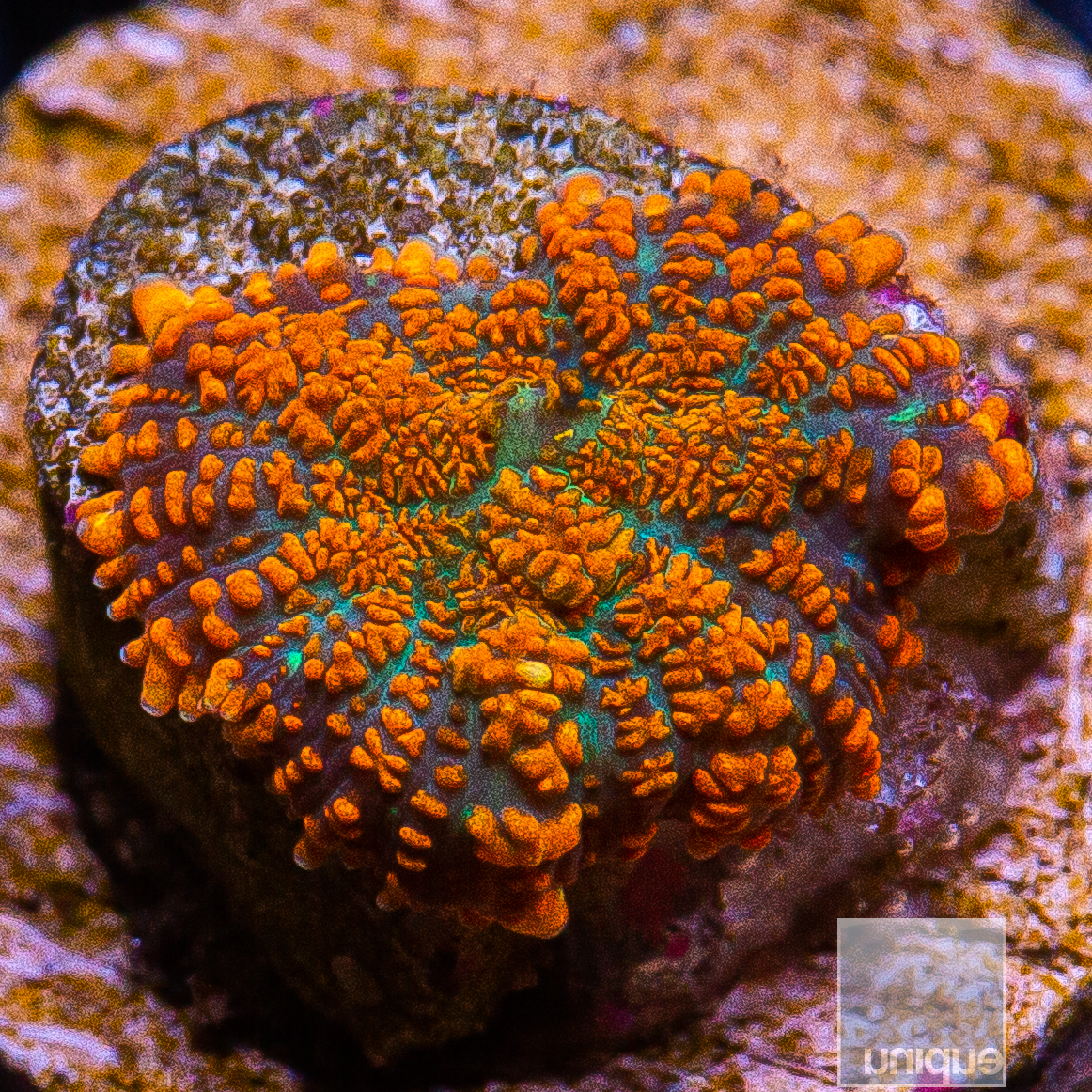 Orange Rhodactis 59 34.JPG