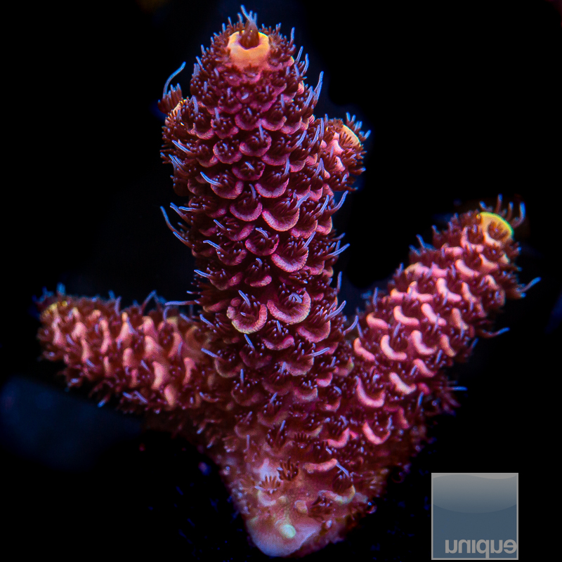 Orange Tip Millepora 69 36 (1).JPG