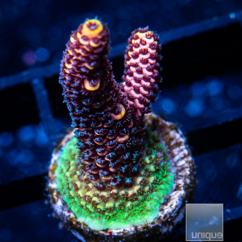 Orange Tip Millepora 79 41.JPG