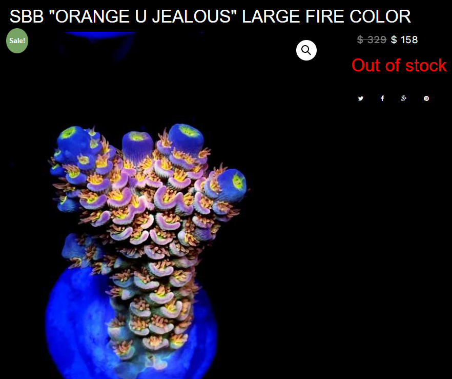 Orange u jealous.png