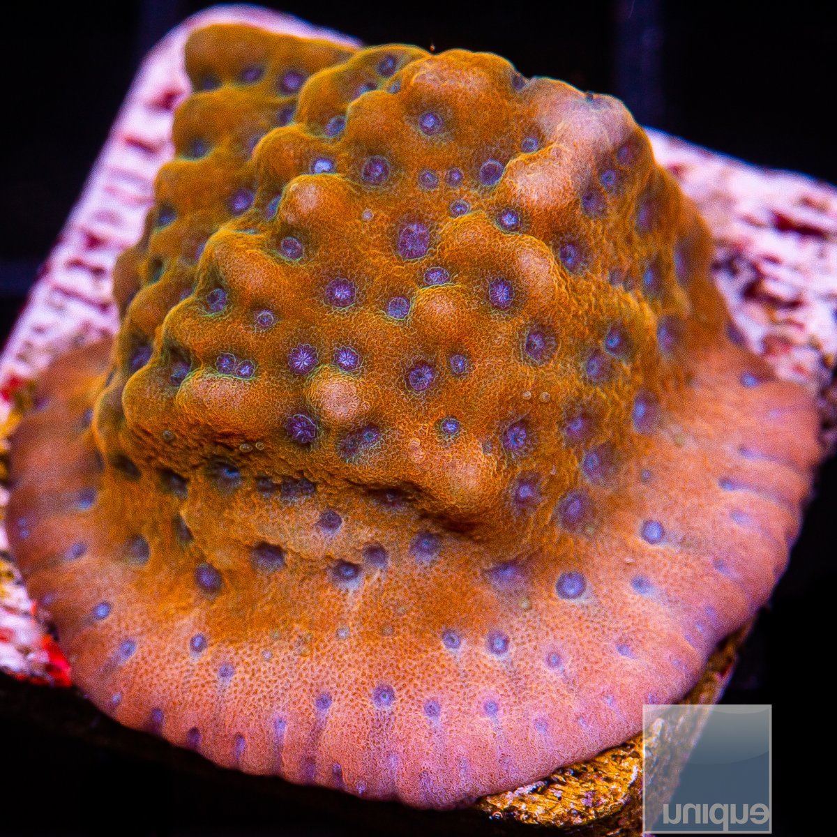 Orange with Blue Polyp Montipora 59 36.JPG