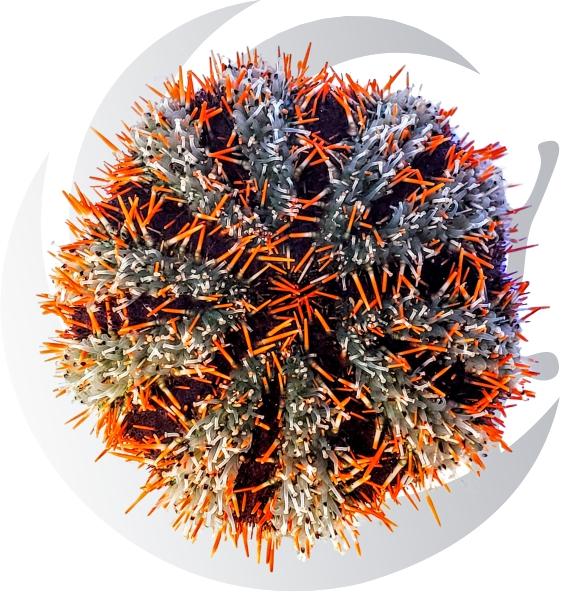 OrangeUrchin_1200x.jpg