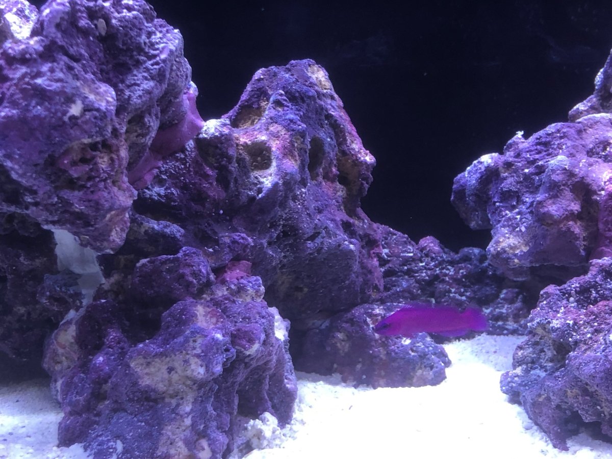 Orchid Dottyback.jpg