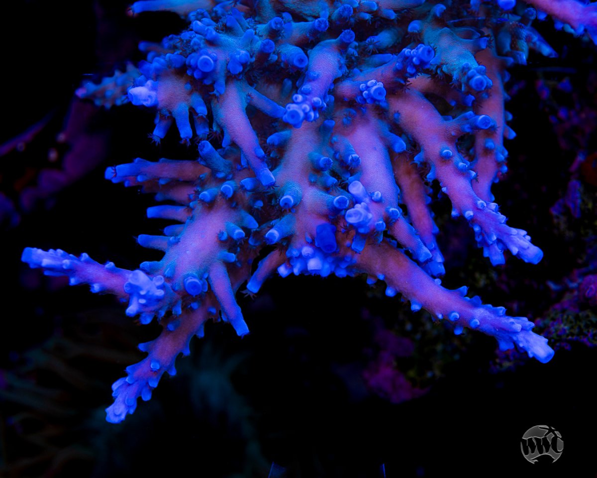 Oregon-Blue-Tort-Acropora-9802-MC-sm.jpg