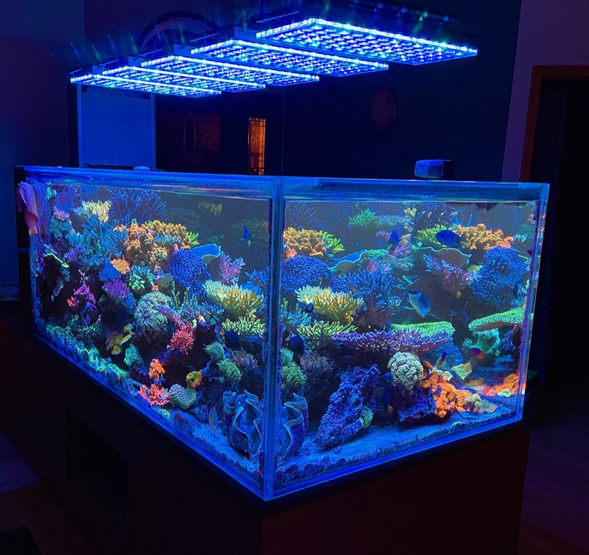 Orphek-Atlantik-icon-reef-aquarium-led-coral-pop--3945782099.jpg