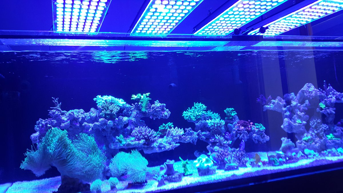Orphek-Atlantik-v4 -reef-aquarium-LED-lighting.jpg