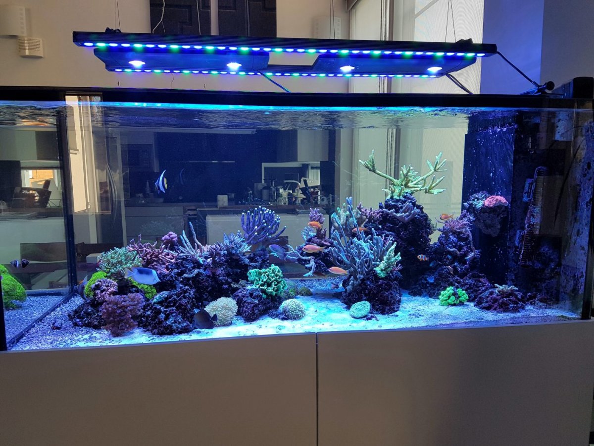 Orphek-Bar-Aquarium-LED-lighting-1413x1060.jpg