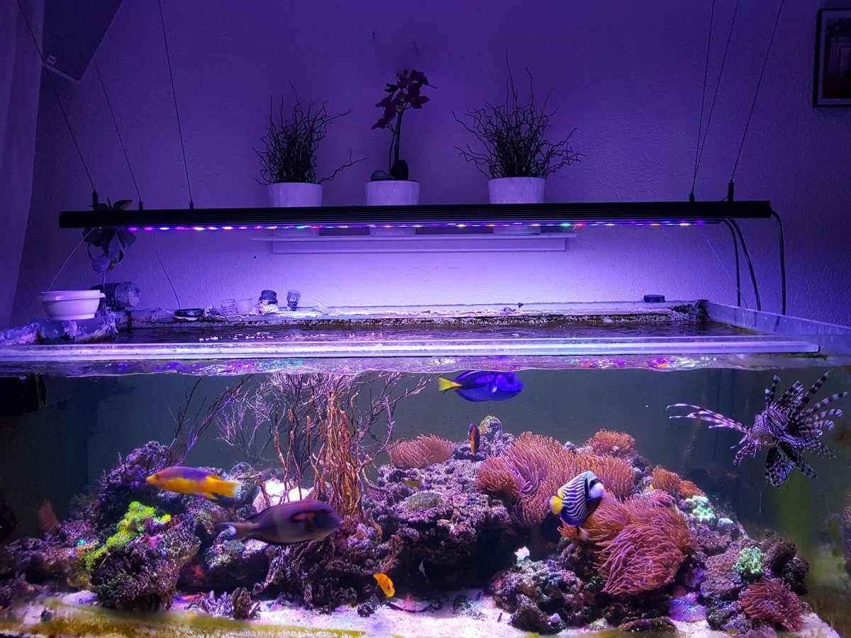 Orphek_OR120_Bat_LED_aquarium_light.jpg