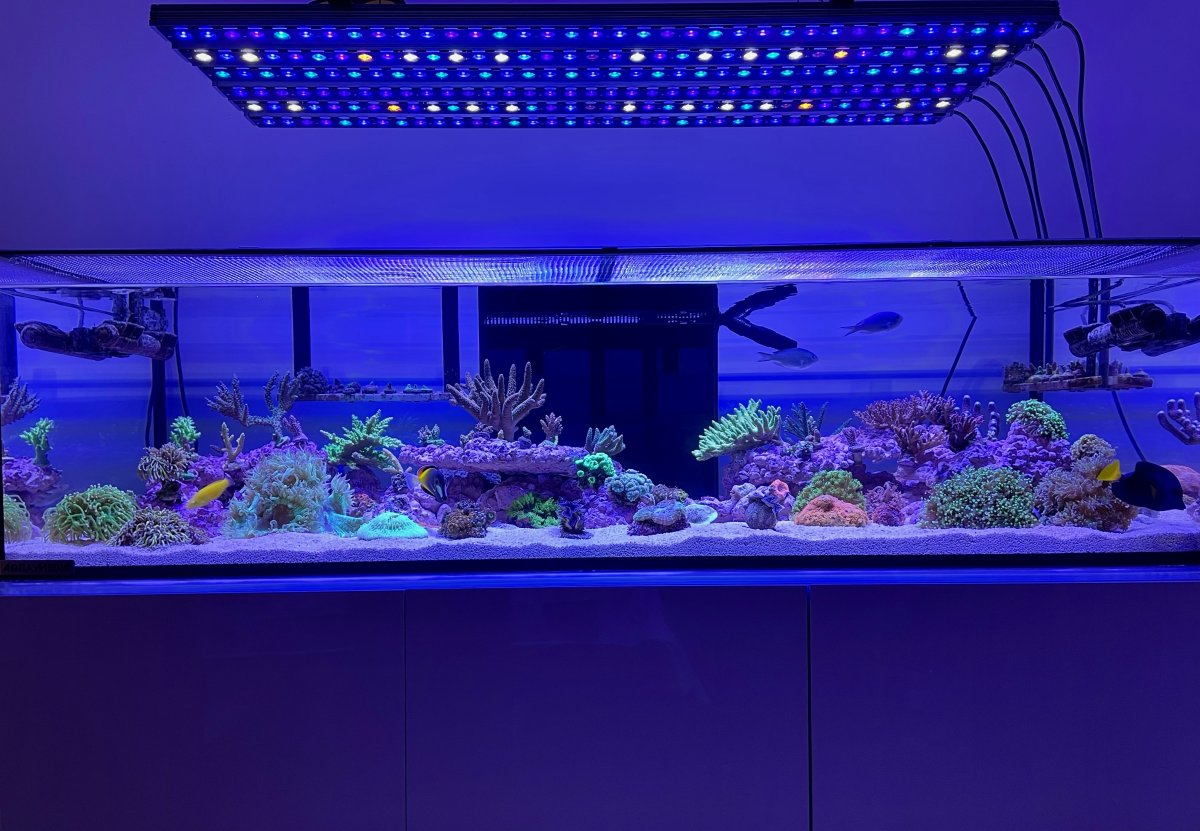 Orphek Osix reef aquarium led lighting 