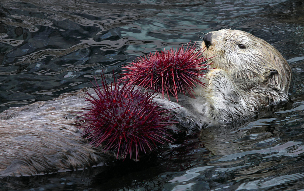 otter_urchin_lrg.jpg